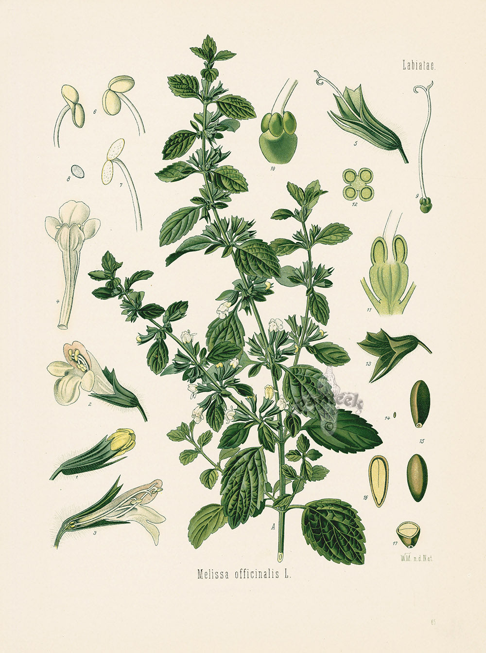 Kohler 1898 Antique Medicinal Prints Lemon Balm