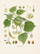 Kohler 1898 Antique Medicinal Prints Linden - Panteek Antique Prints