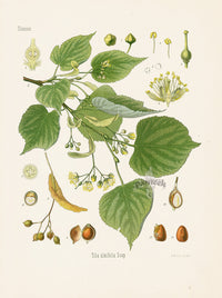 Kohler 1898 Antique Medicinal Prints Linden - Panteek Antique Prints