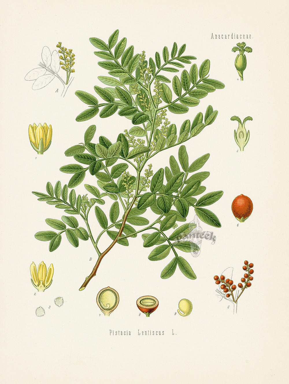 Kohler 1898 Antique Medicinal Prints Mastic Tree