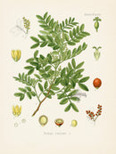 Kohler 1898 Antique Medicinal Prints Mastic Tree - Panteek Antique Prints