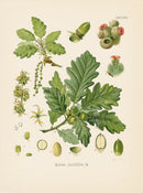Kohler 1898 Antique Medicinal Prints Sessile Oak - Panteek Antique Prints