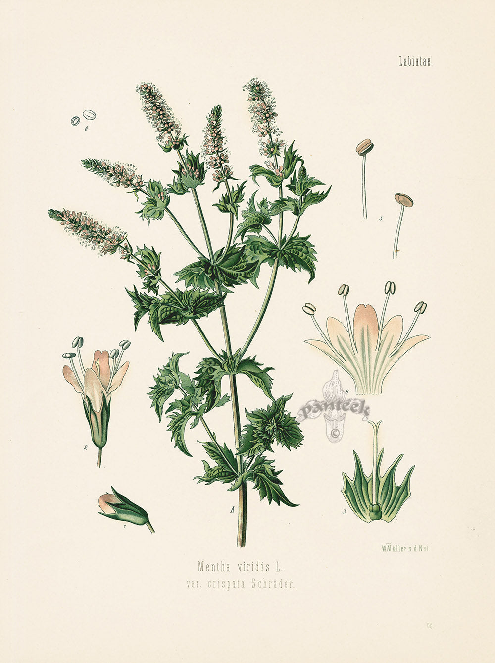 Kohler 1898 Antique Medicinal Prints Spearmint