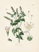 Kohler 1898 Antique Medicinal Prints Spearmint - Panteek Antique Prints