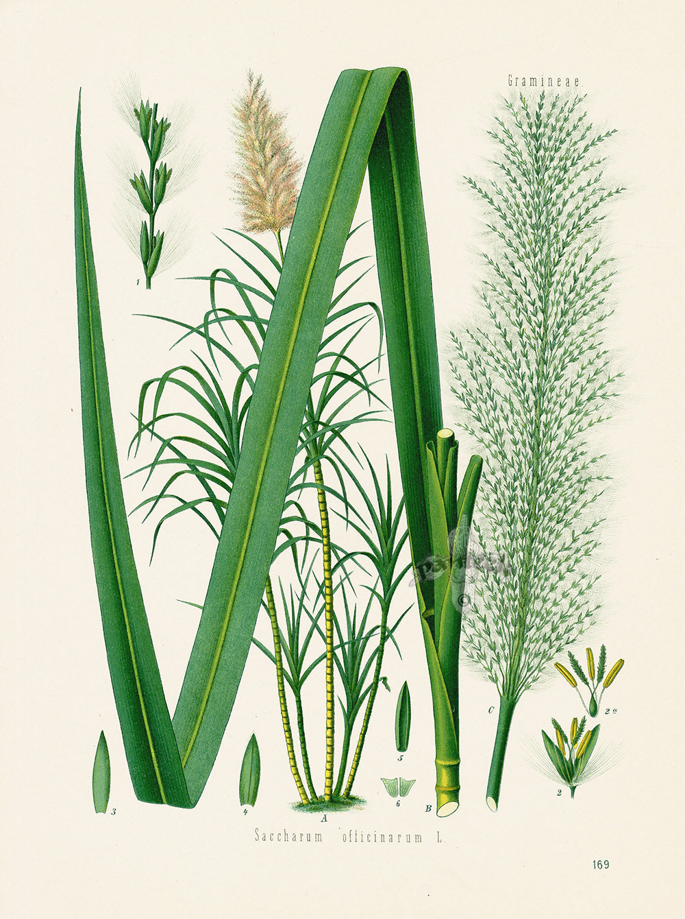 Kohler 1898 Antique Medicinal Prints Sugarcane