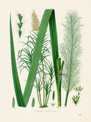 Kohler 1898 Antique Medicinal Prints Sugarcane - Panteek Antique Prints