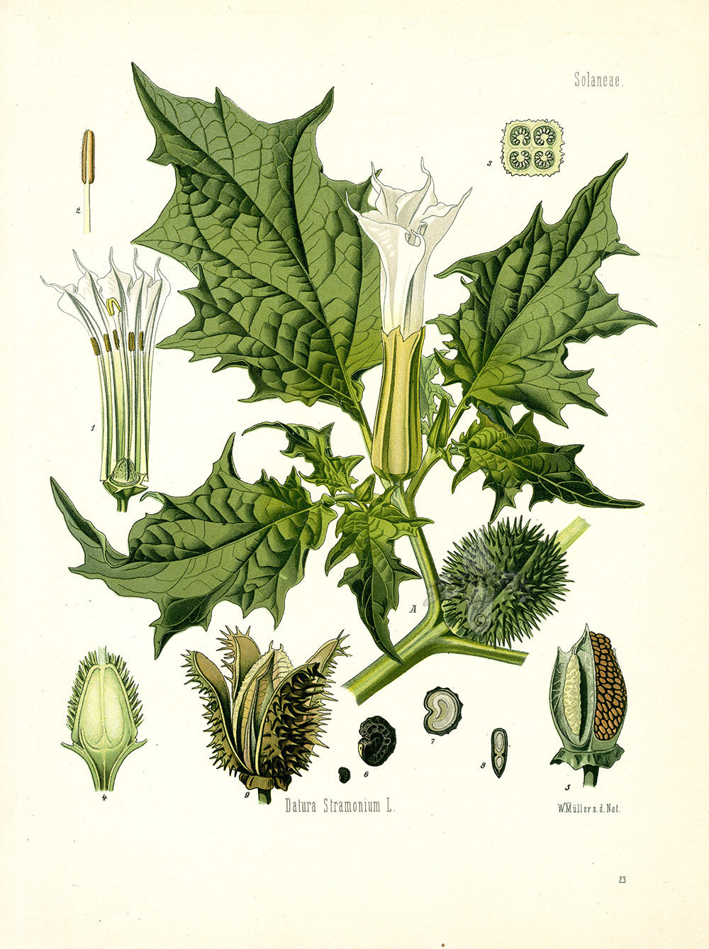 Kohler 1898 Antique Medicinal Prints Thornapple
