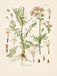 Kohler 1898 Antique Medicinal Prints Valerian - Panteek Antique Prints