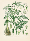 Kohler 1898 Antique Medicinal Prints Water Fennel - Panteek Antique Prints