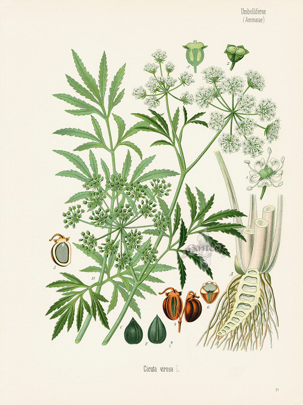 Kohler 1898 Antique Medicinal Prints Water Hemlock