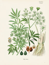 Kohler 1898 Antique Medicinal Prints Water Hemlock - Panteek Antique Prints