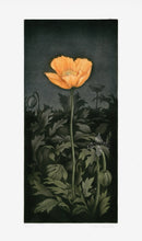 Koji Ikuta Flower Orange Poppy - Panteek Antique Prints