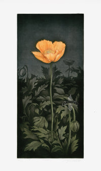 Koji Ikuta Flower Orange Poppy - Panteek Antique Prints