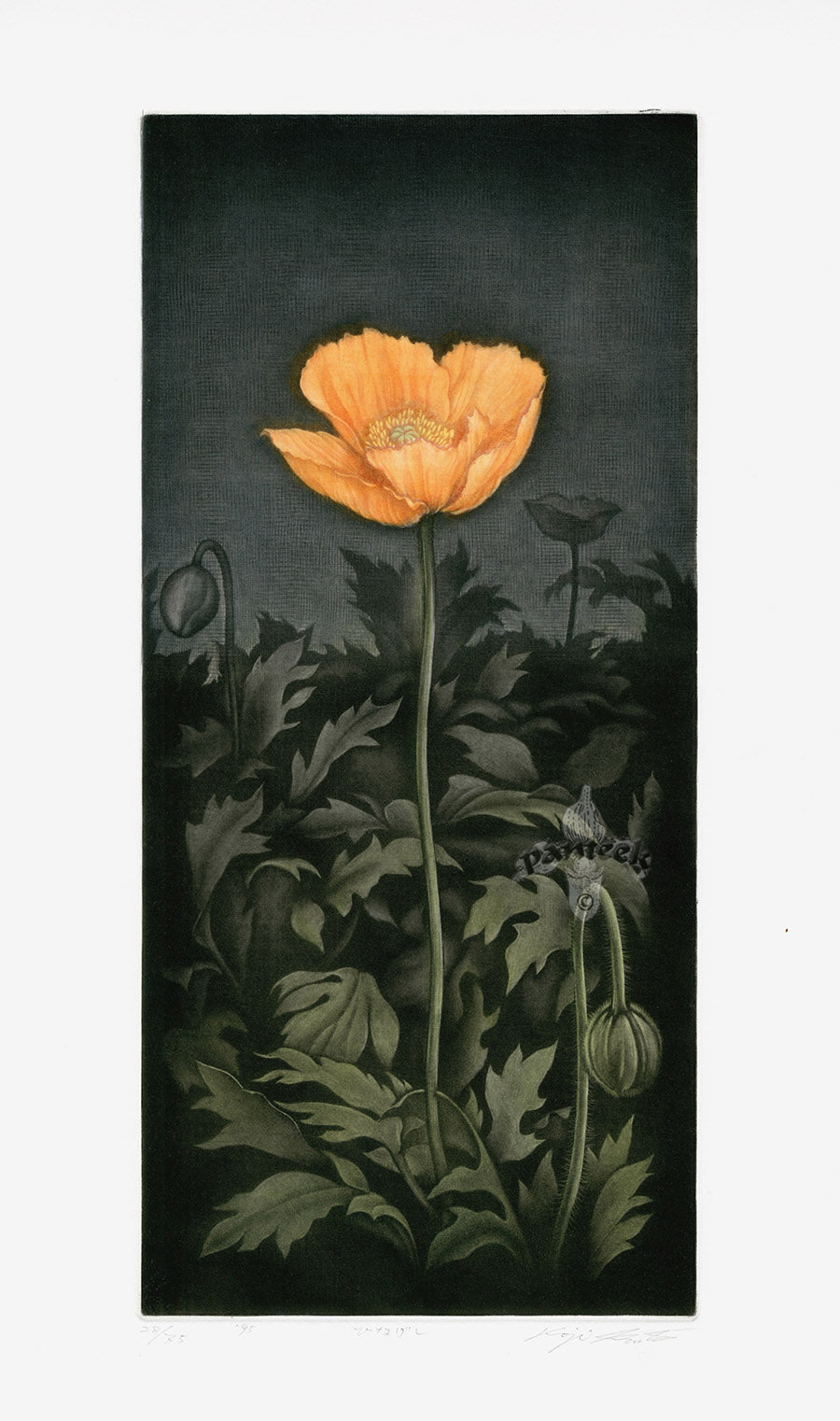 Koji Ikuta Flower Orange Poppy