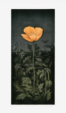 Koji Ikuta Flower Orange Poppy - Panteek Antique Prints
