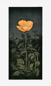 Koji Ikuta Flower Orange Poppy - Panteek Antique Prints