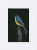 Koji Ikuta Red Flanked Bluetail 19/75, 46/75 - Panteek Antique Prints