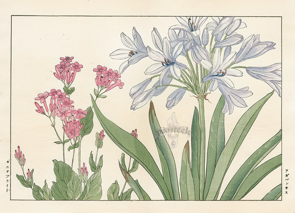 Konan Tanigami Western Flowers Agapanthus Lily, Centrathus