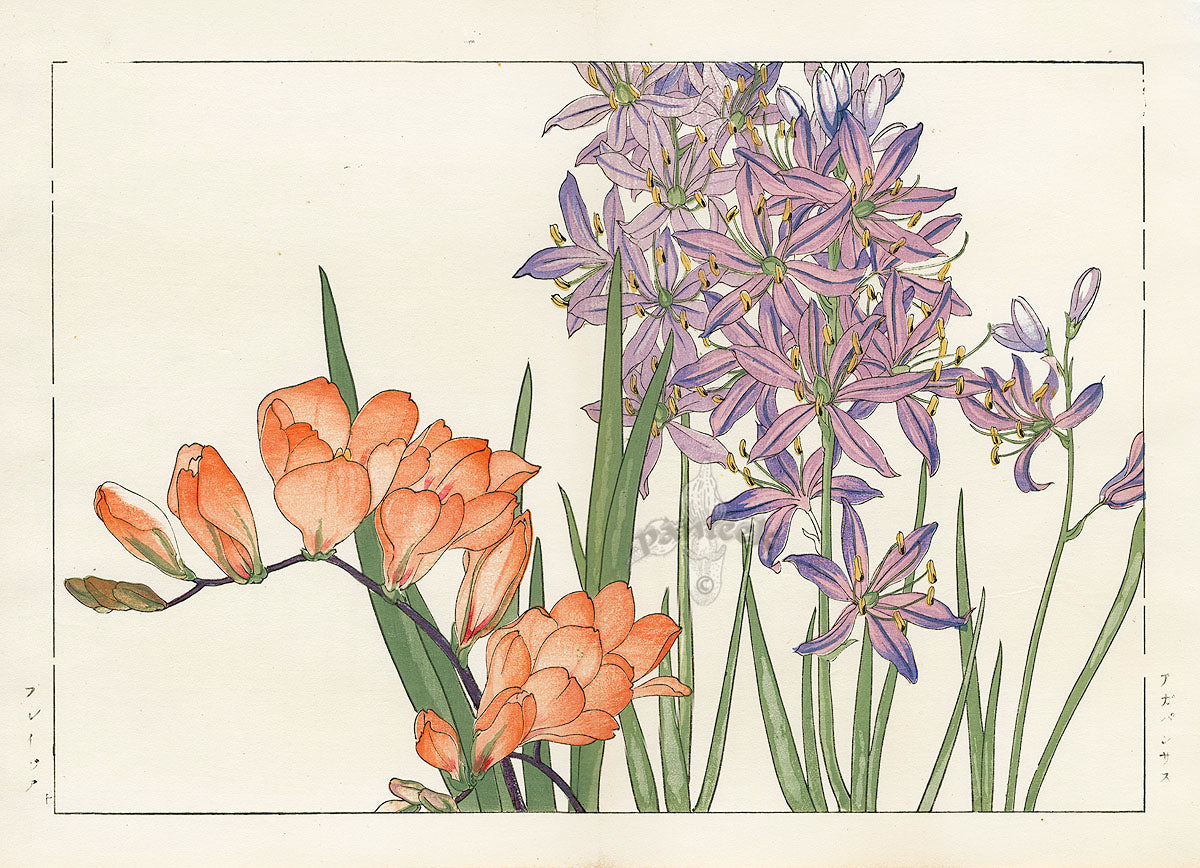 Konan Tanigami Western Flowers Agapanthus Lily, Freesia