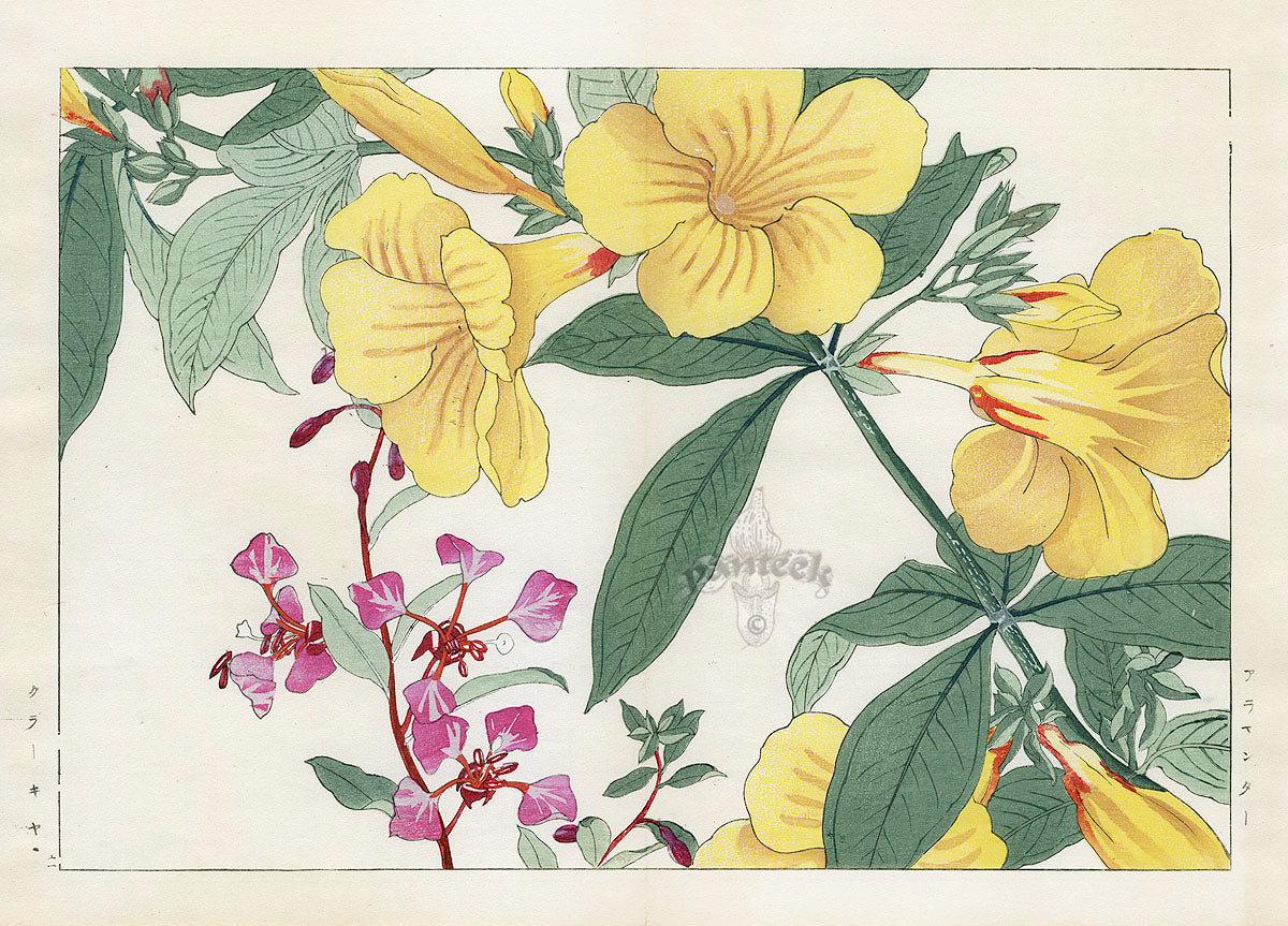 Konan Tanigami Western Flowers Allemanda, Clavia