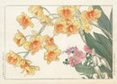 Konan Tanigami Western Flowers Aster, Dendrobium Chrysotoxum Orchid - Panteek Antique Prints