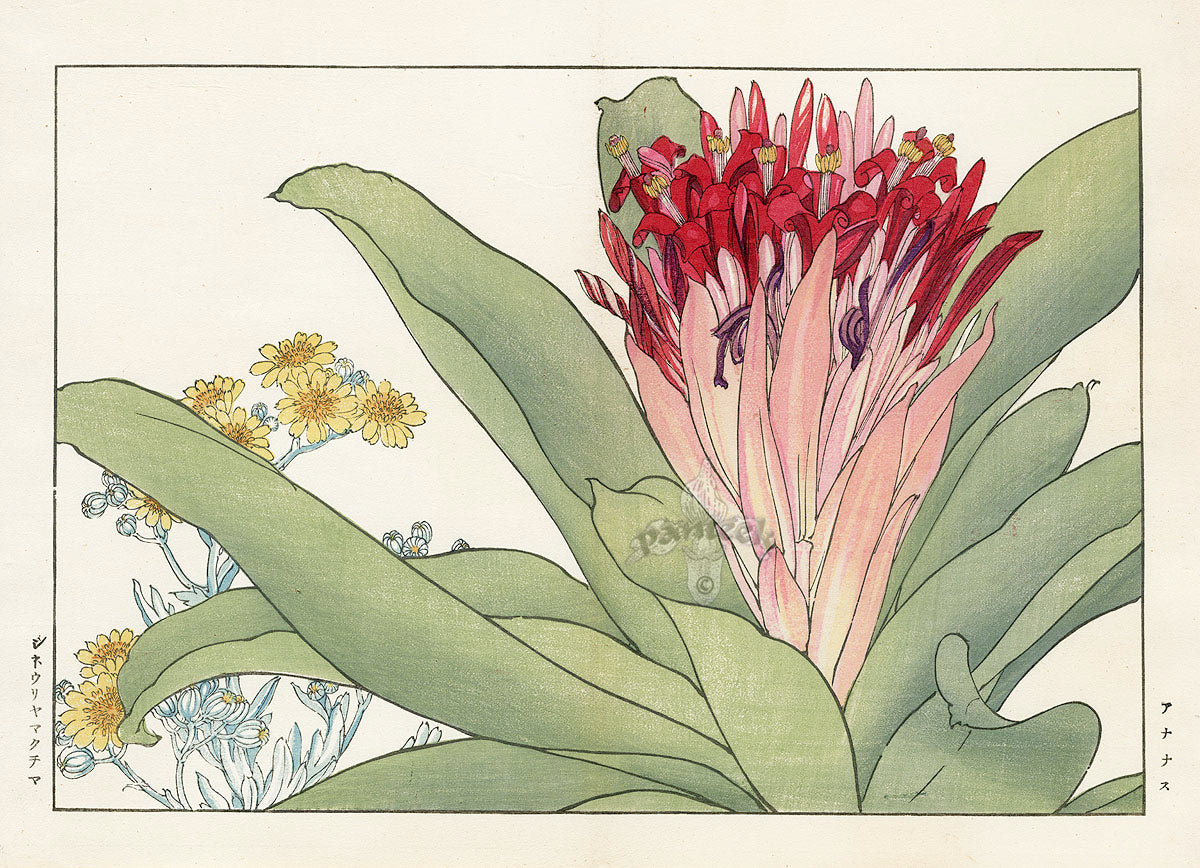 Konan Tanigami Western Flowers Bromeliad