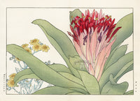 Konan Tanigami Western Flowers Bromeliad - Panteek Antique Prints