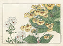 Konan Tanigami Western Flowers Calceolaria - Panteek Antique Prints