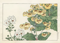 Konan Tanigami Western Flowers Calceolaria - Panteek Antique Prints