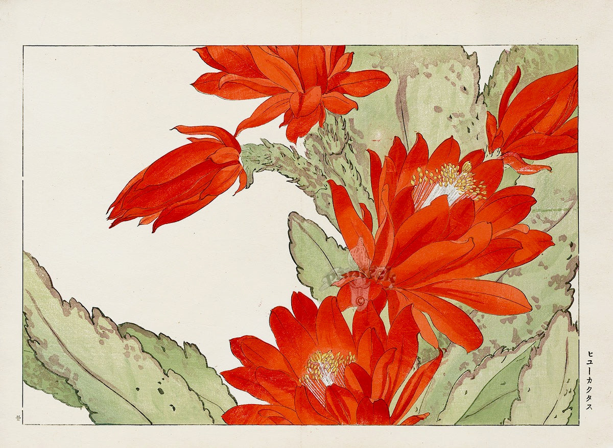 Konan Tanigami Western Flowers Cereus Cactus