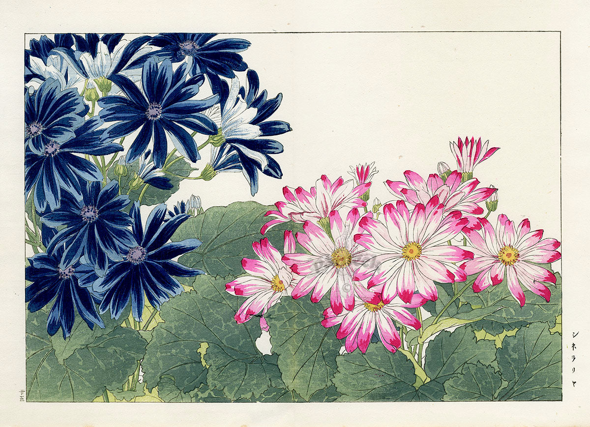 Konan Tanigami Western Flowers Cinneraria