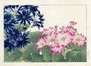 Konan Tanigami Western Flowers Cinneraria - Panteek Antique Prints