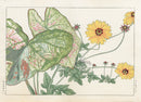 Konan Tanigami Western Flowers Coryopsis, Caladium - Panteek Antique Prints