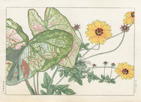 Konan Tanigami Western Flowers Coryopsis, Caladium - Panteek Antique Prints