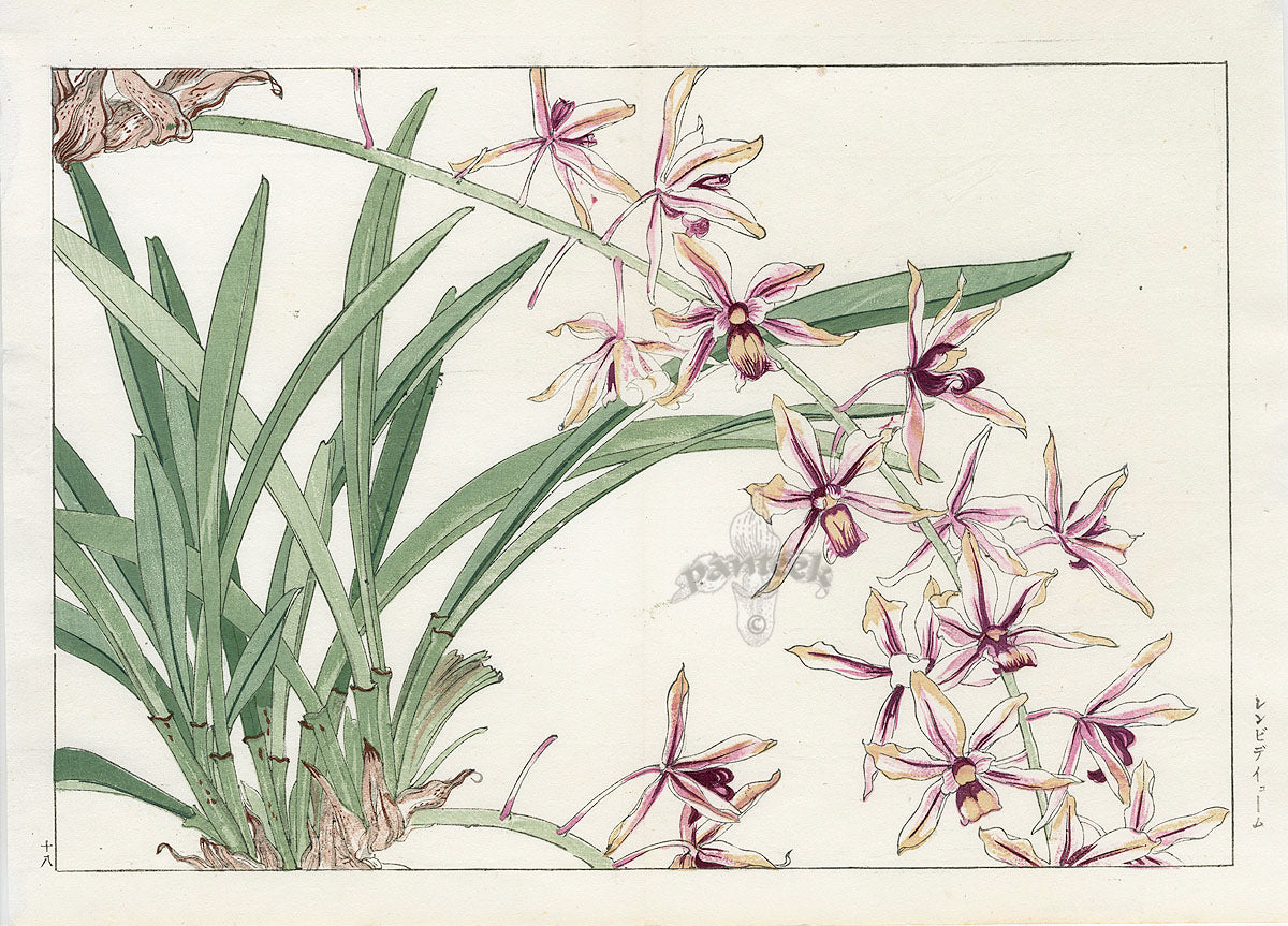 Konan Tanigami Western Flowers Cymbidium Orchid