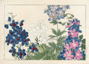 Konan Tanigami Western Flowers Delphinium - Panteek Antique Prints