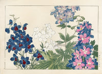 Konan Tanigami Western Flowers Delphinium - Panteek Antique Prints