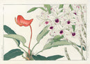 Konan Tanigami Western Flowers Dendrobium Orchid, Anthurium - Panteek Antique Prints