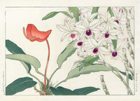 Konan Tanigami Western Flowers Dendrobium Orchid, Anthurium - Panteek Antique Prints