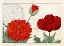 Konan Tanigami Western Flowers Double Orange Poppy - Panteek Antique Prints