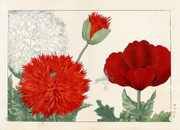 Konan Tanigami Western Flowers Double Orange Poppy - Panteek Antique Prints