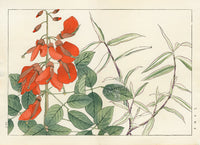 Konan Tanigami Western Flowers Erythrina, Panicum - Panteek Antique Prints