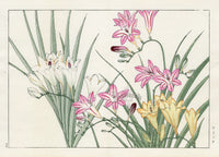 Konan Tanigami Western Flowers Freesia - Panteek Antique Prints