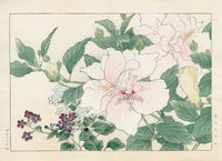 Konan Tanigami Western Flowers Hibiscus, Browalia - Panteek Antique Prints