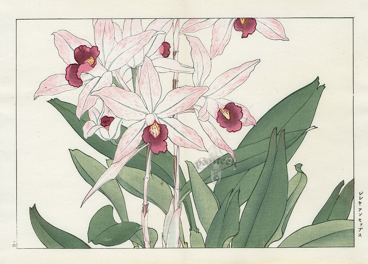 Konan Tanigami Western Flowers Laelia Ancops Orchid