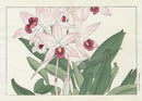 Konan Tanigami Western Flowers Laelia Ancops Orchid - Panteek Antique Prints