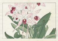 Konan Tanigami Western Flowers Laelia Ancops Orchid - Panteek Antique Prints