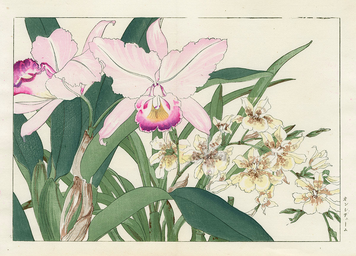 Konan Tanigami Western Flowers Laelia, Dendrobium Orchid