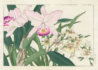Konan Tanigami Western Flowers Laelia, Dendrobium Orchid - Panteek Antique Prints