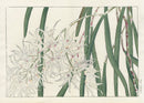 Konan Tanigami Western Flowers Laelia Orchid - Panteek Antique Prints